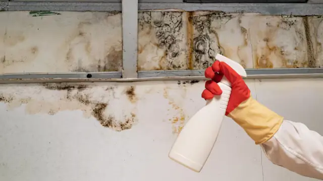 Gloved hand spraying cleaner on a moldy wall with exposed framing